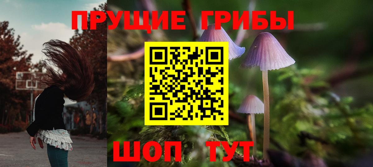 Галлюциногенные грибы Psilocybine cubensis Вязники